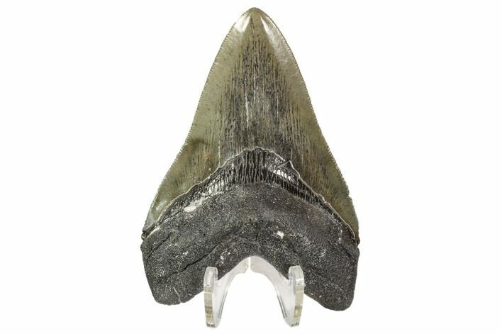 Serrated, Fossil Megalodon Tooth - Georgia #107269